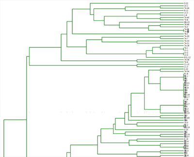 UPGMA遗传距离分析