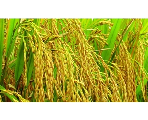 水稻