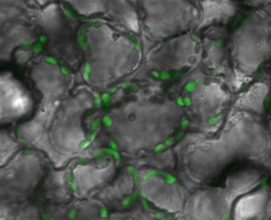 烟草亚细胞定位